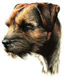 "Minty" Border Terrier